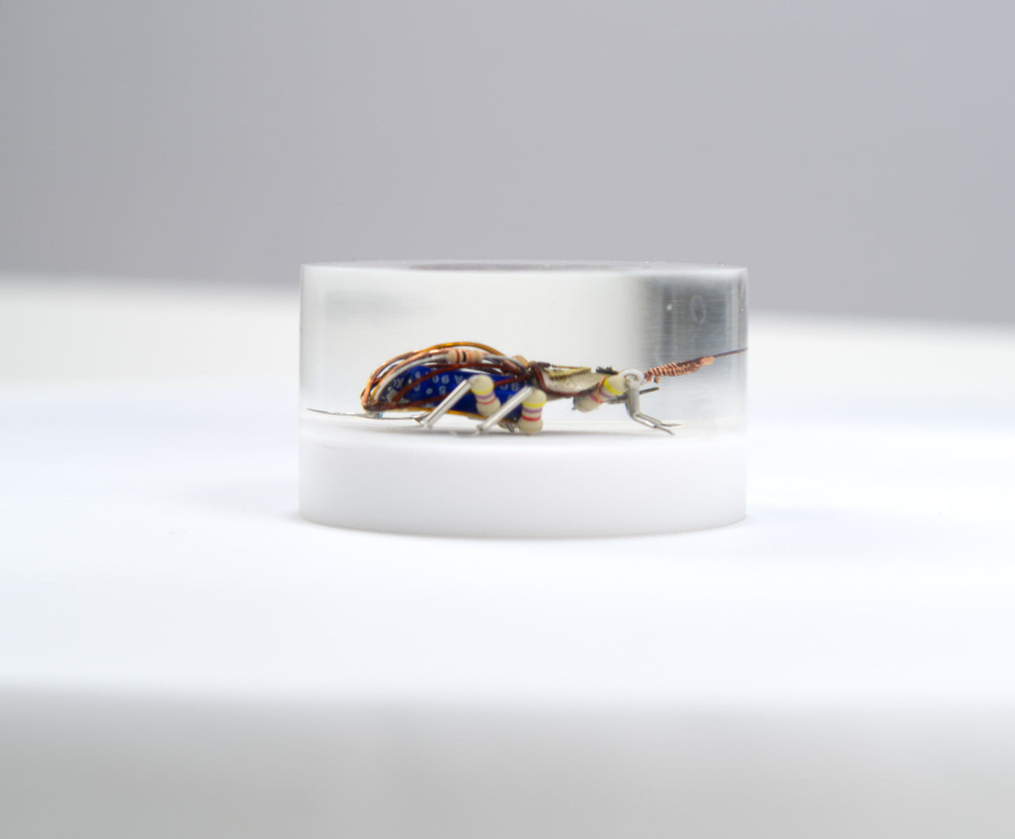 Scarab Beetle (SB05), 2024