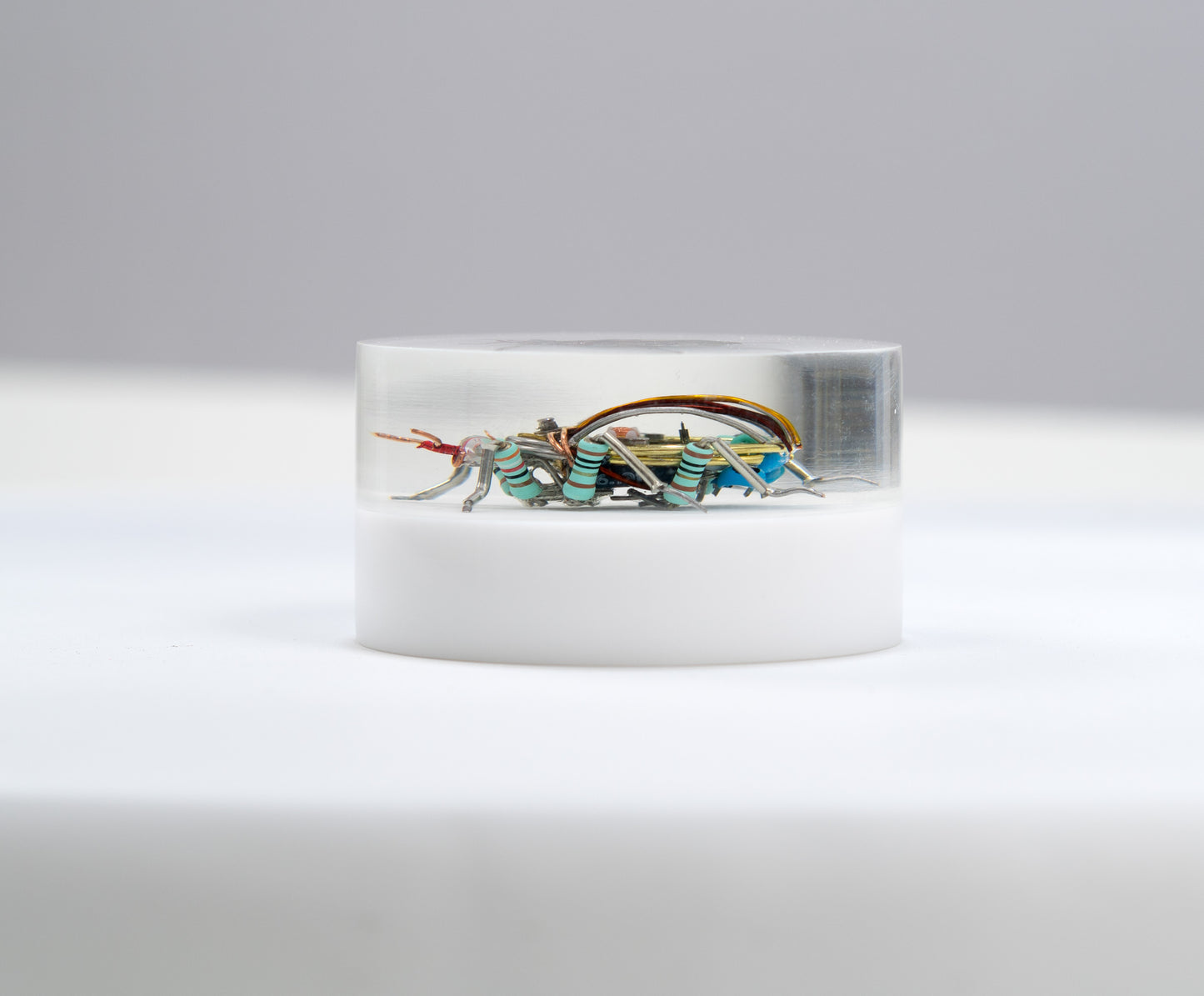 Scarab Beetle (SB06), 2024