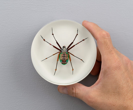 Copper Core Spider, 2025