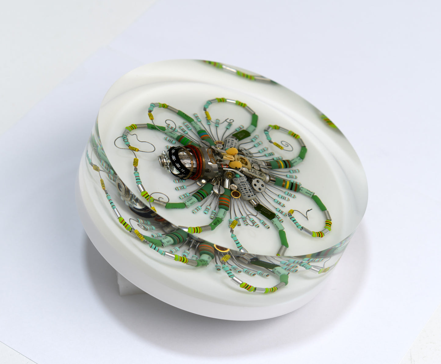 Graduated Phytophore Octopus, 2024