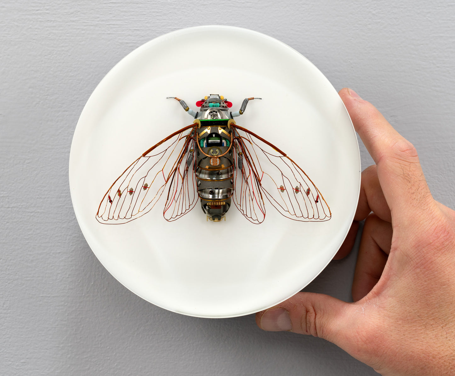 Photocell Cicada, 2024