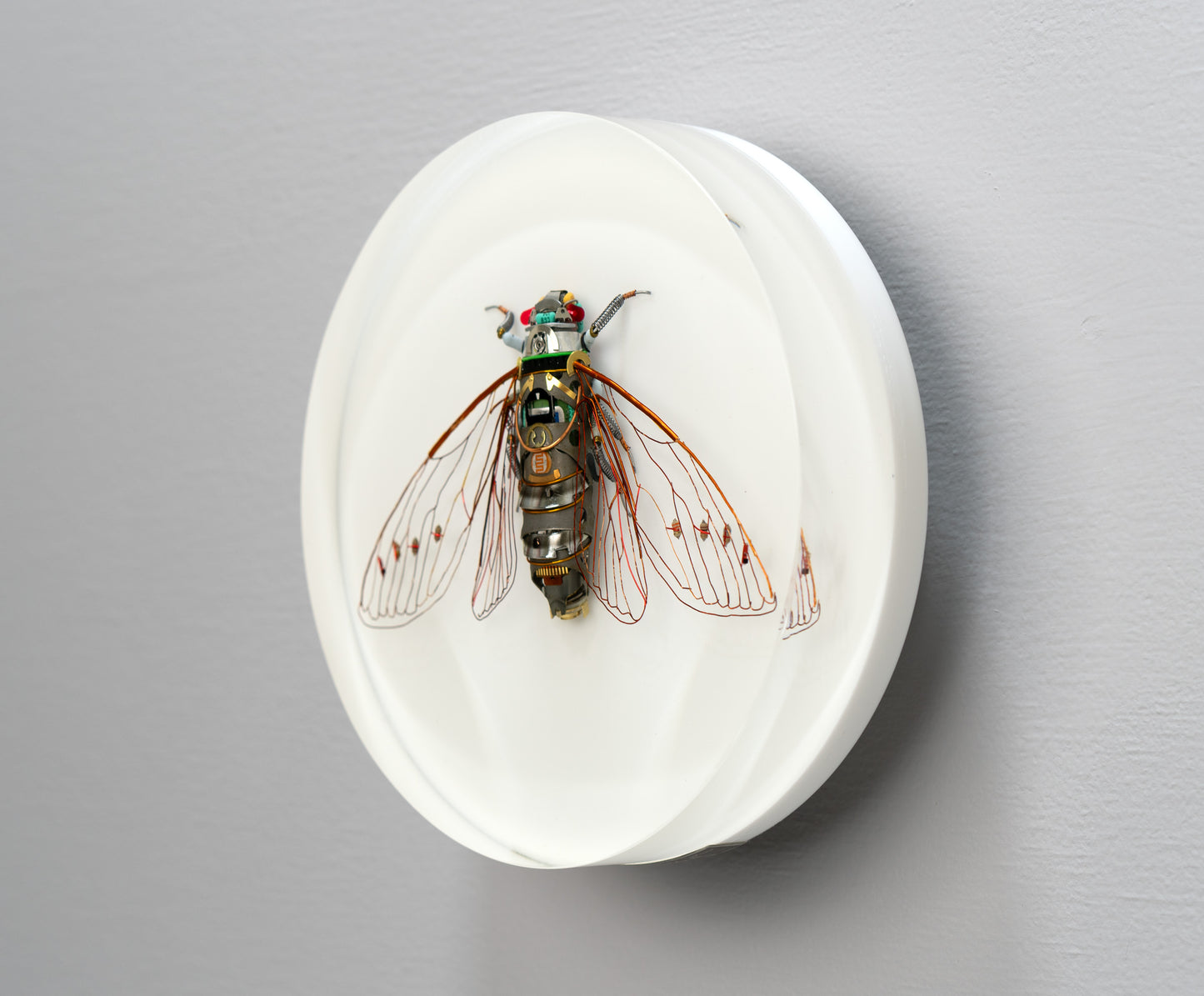 Photocell Cicada, 2024