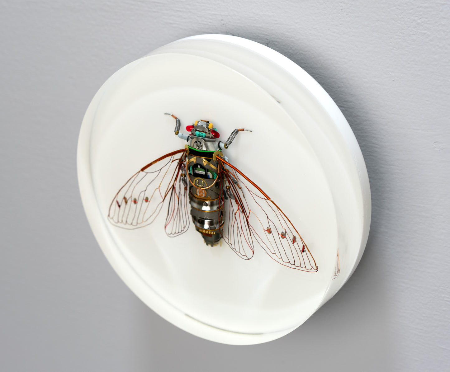 Photocell Cicada, 2024