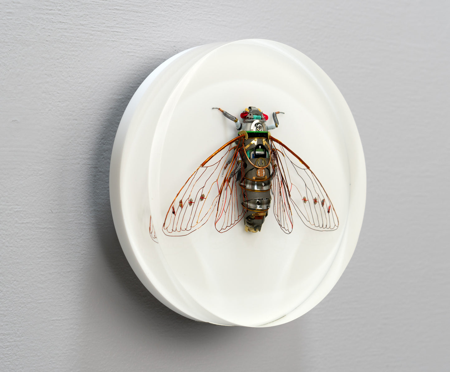 Photocell Cicada, 2024