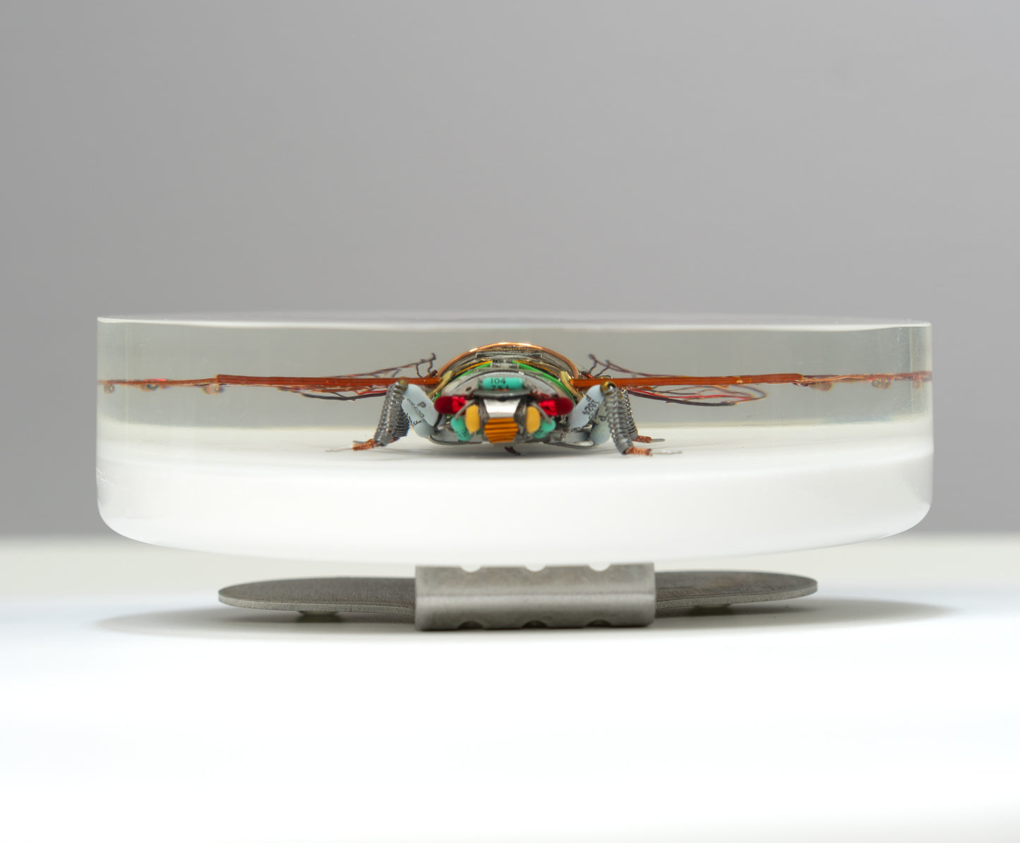 Photocell Cicada, 2024