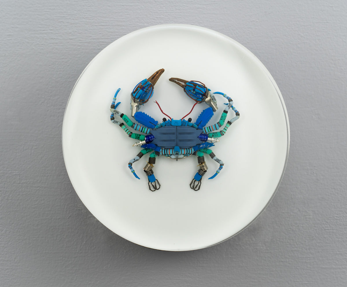 Blue Crab, 2026