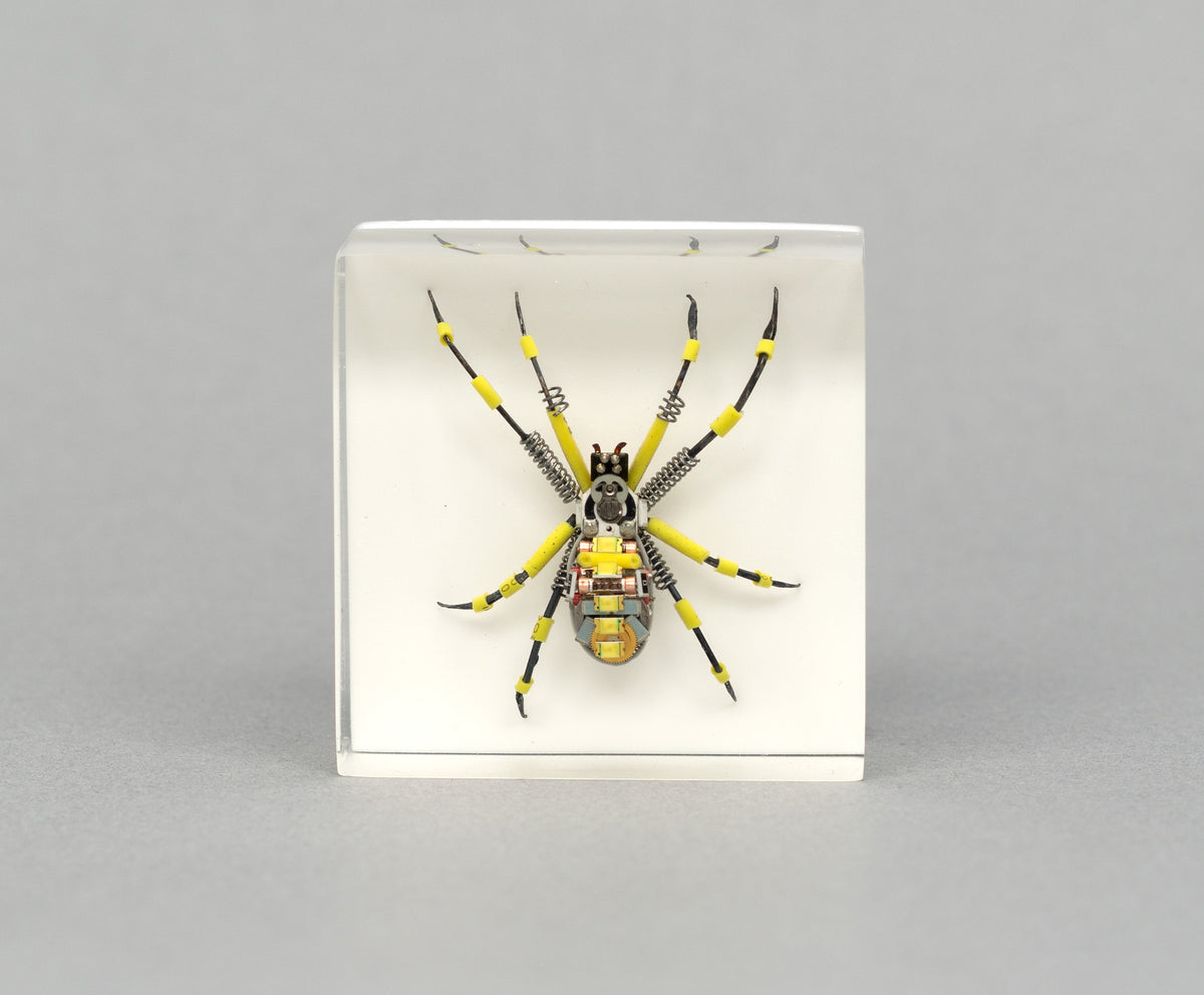 Yellow Trimmer Spider, 2026