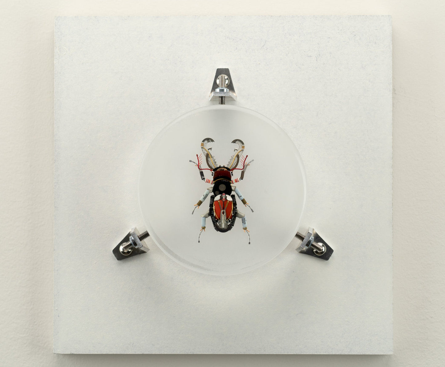 Acanthus Stag Beetle, 2023