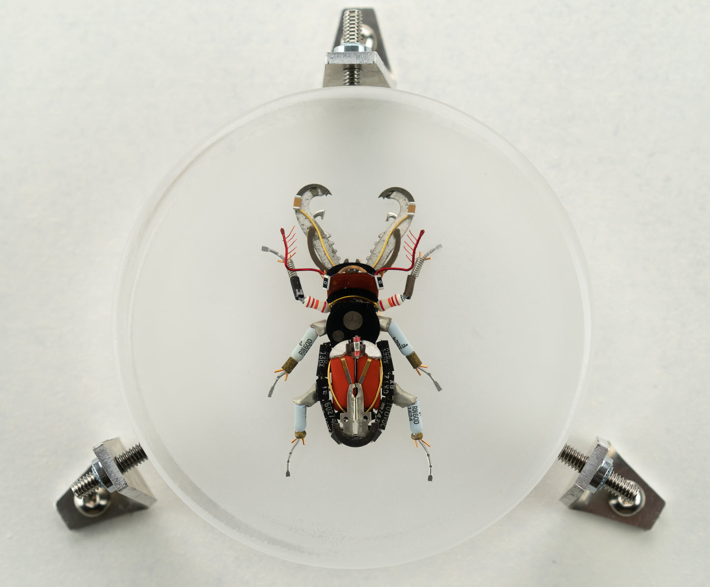 Acanthus Stag Beetle, 2023
