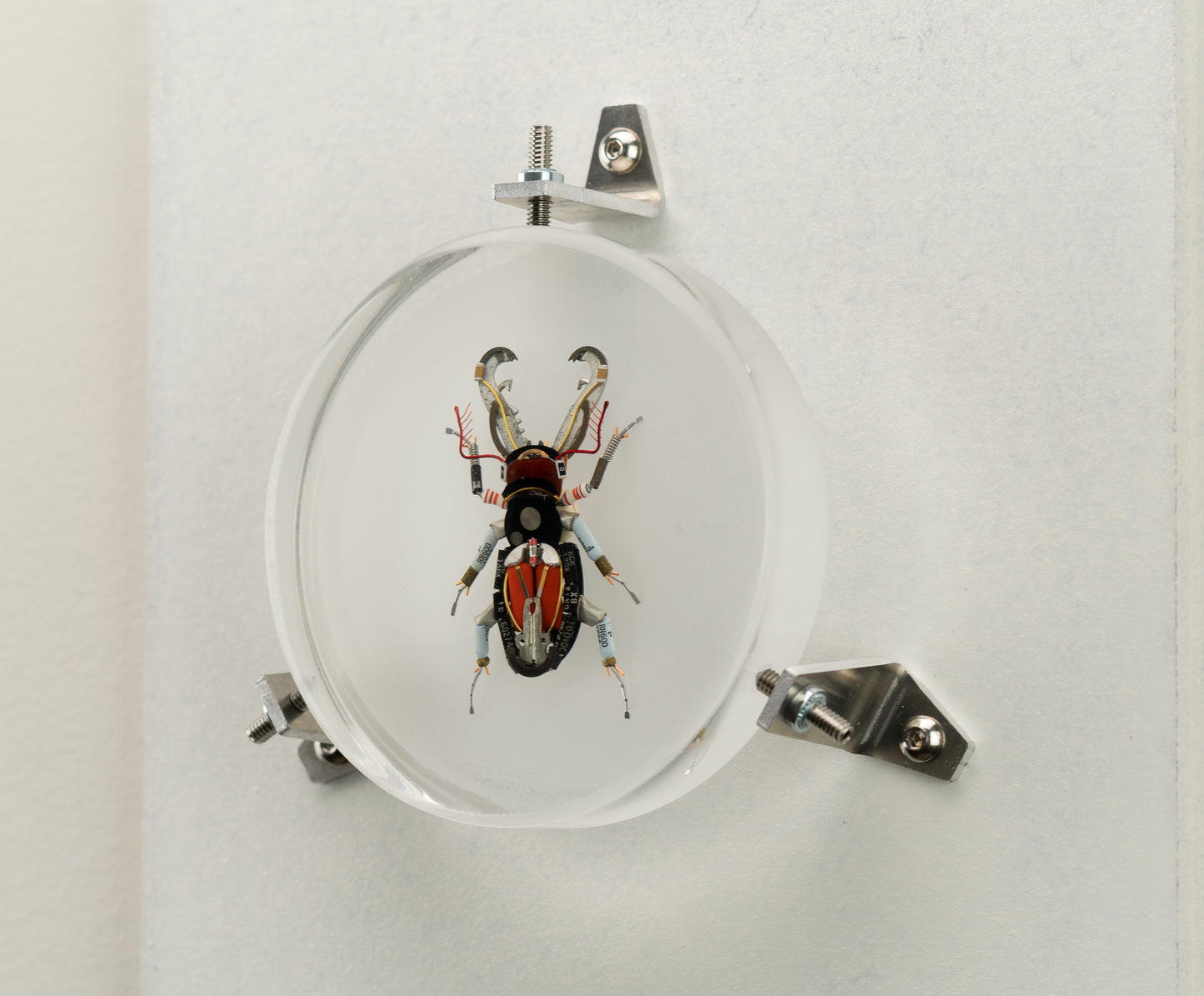 Acanthus Stag Beetle, 2023
