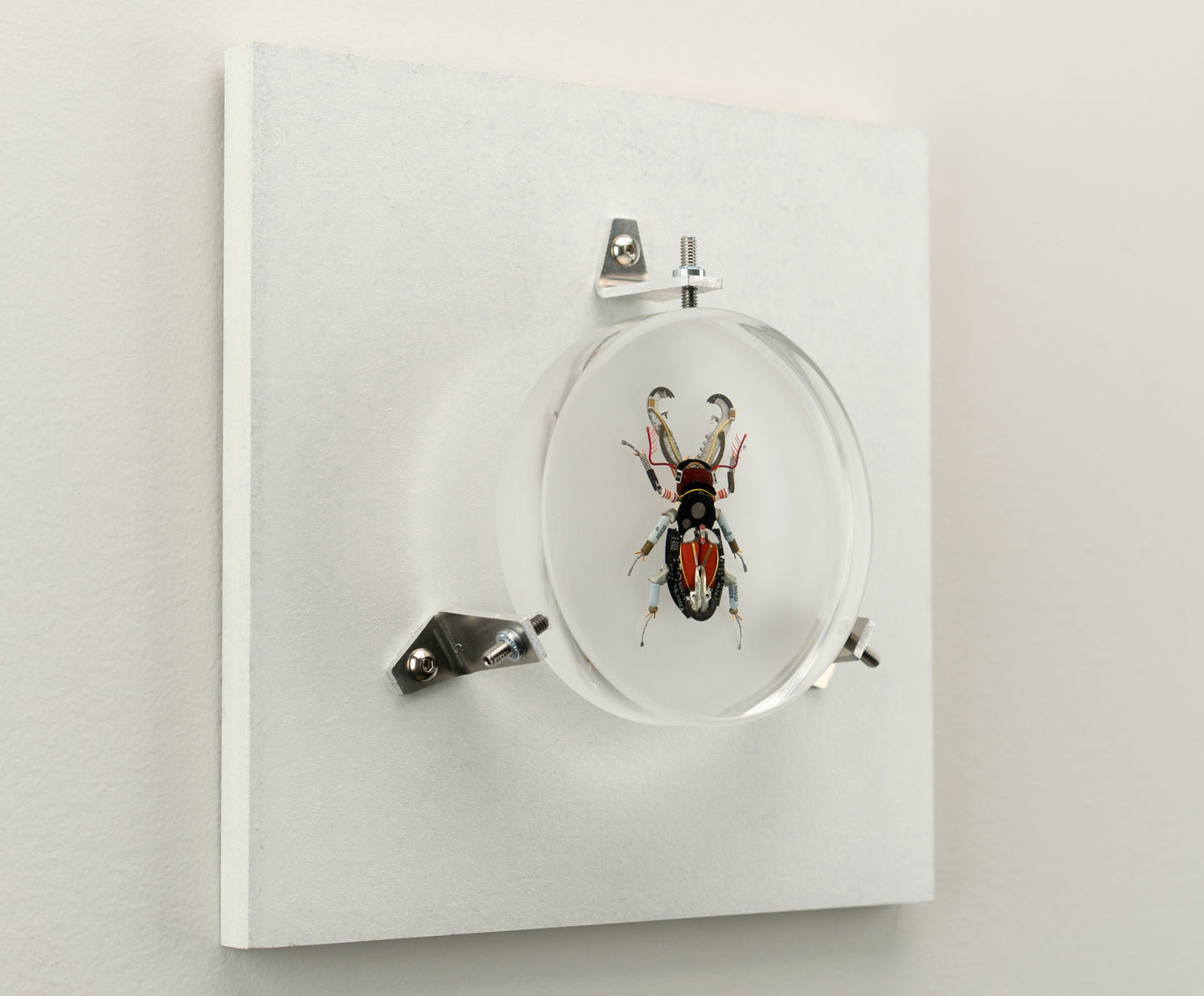 Acanthus Stag Beetle, 2023