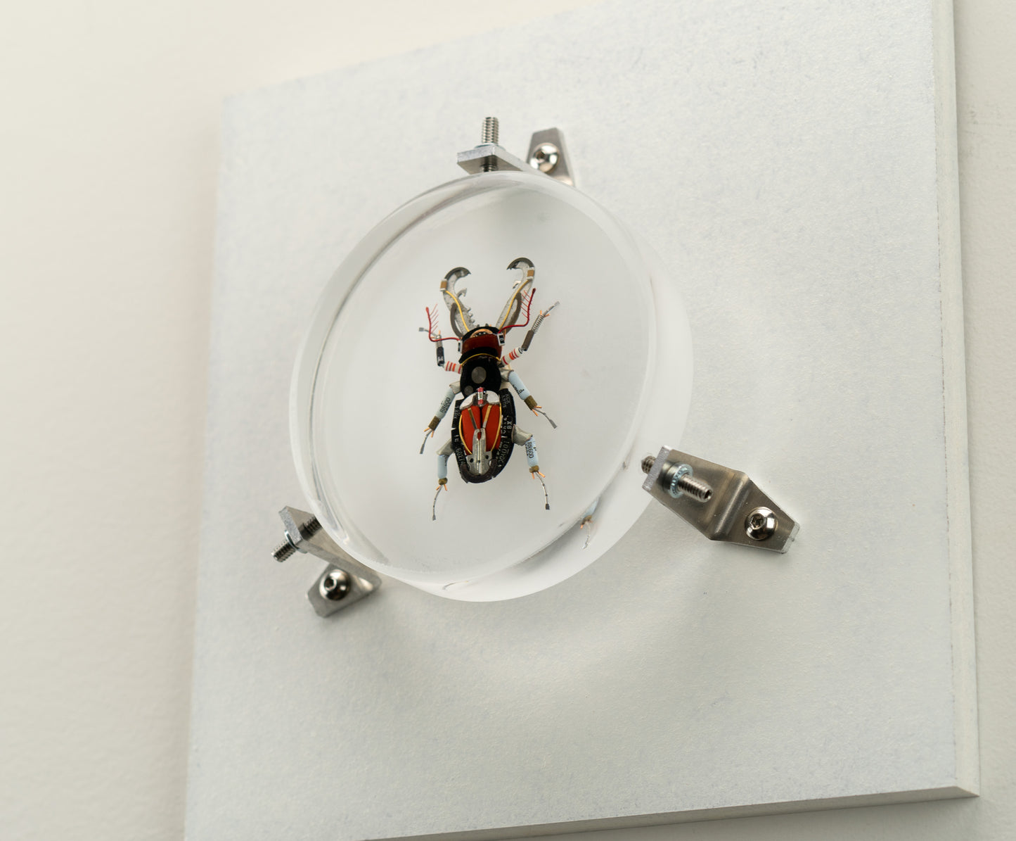 Acanthus Stag Beetle, 2023