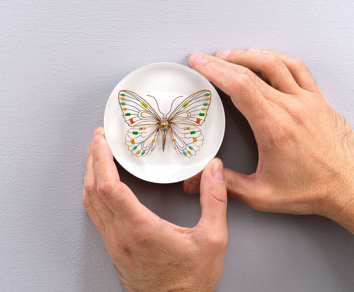 Citrus Photon Butterfly, 2024