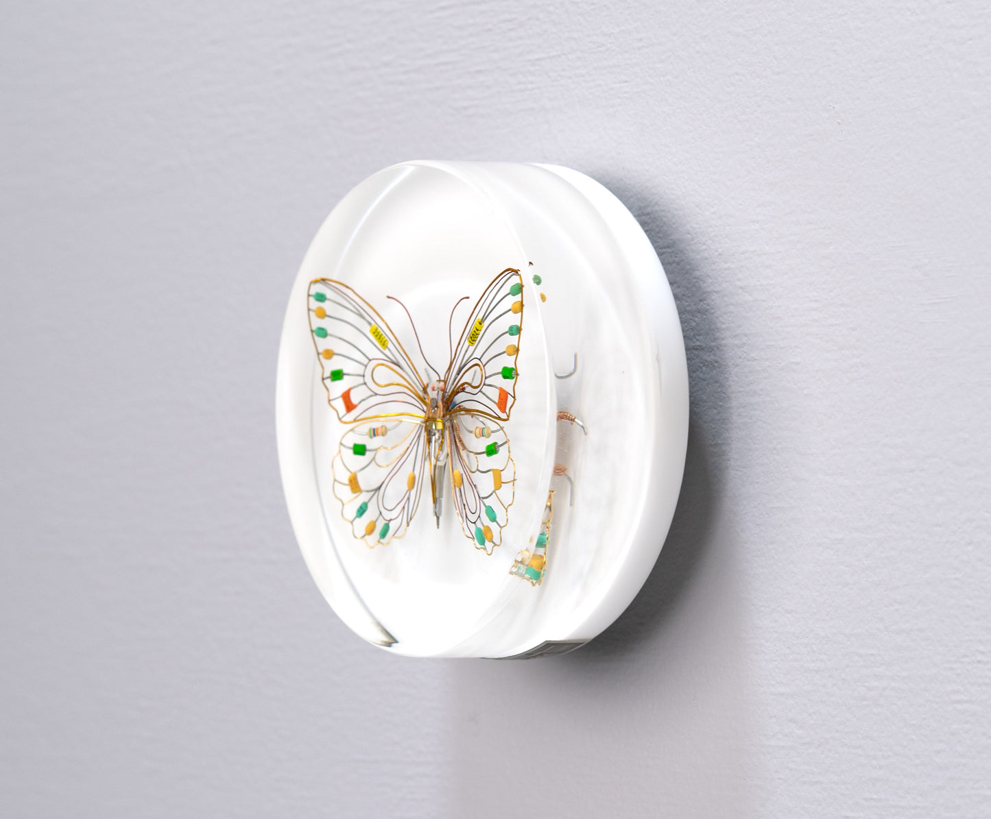 Citrus Photon Butterfly, 2024
