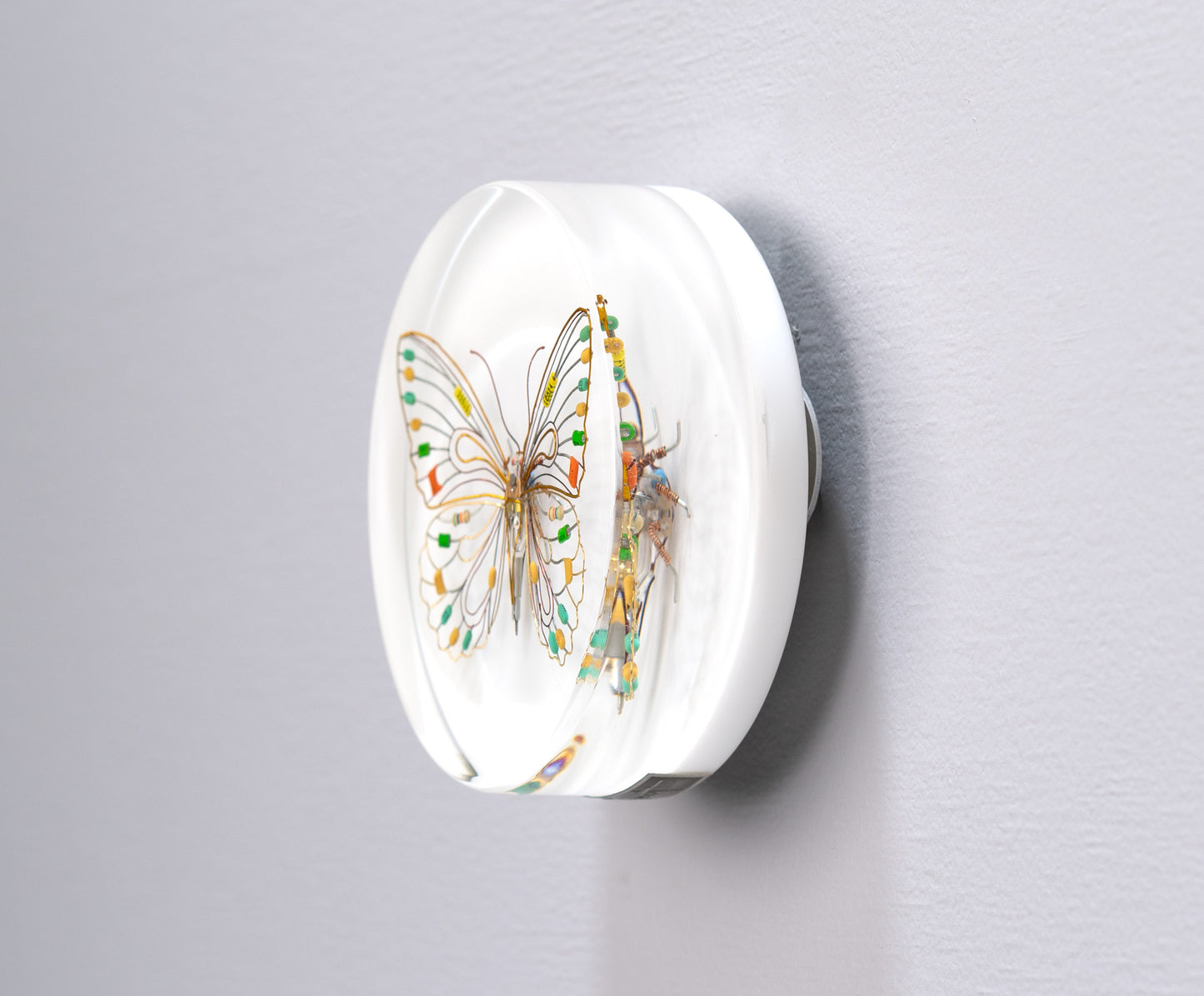 Citrus Photon Butterfly, 2024