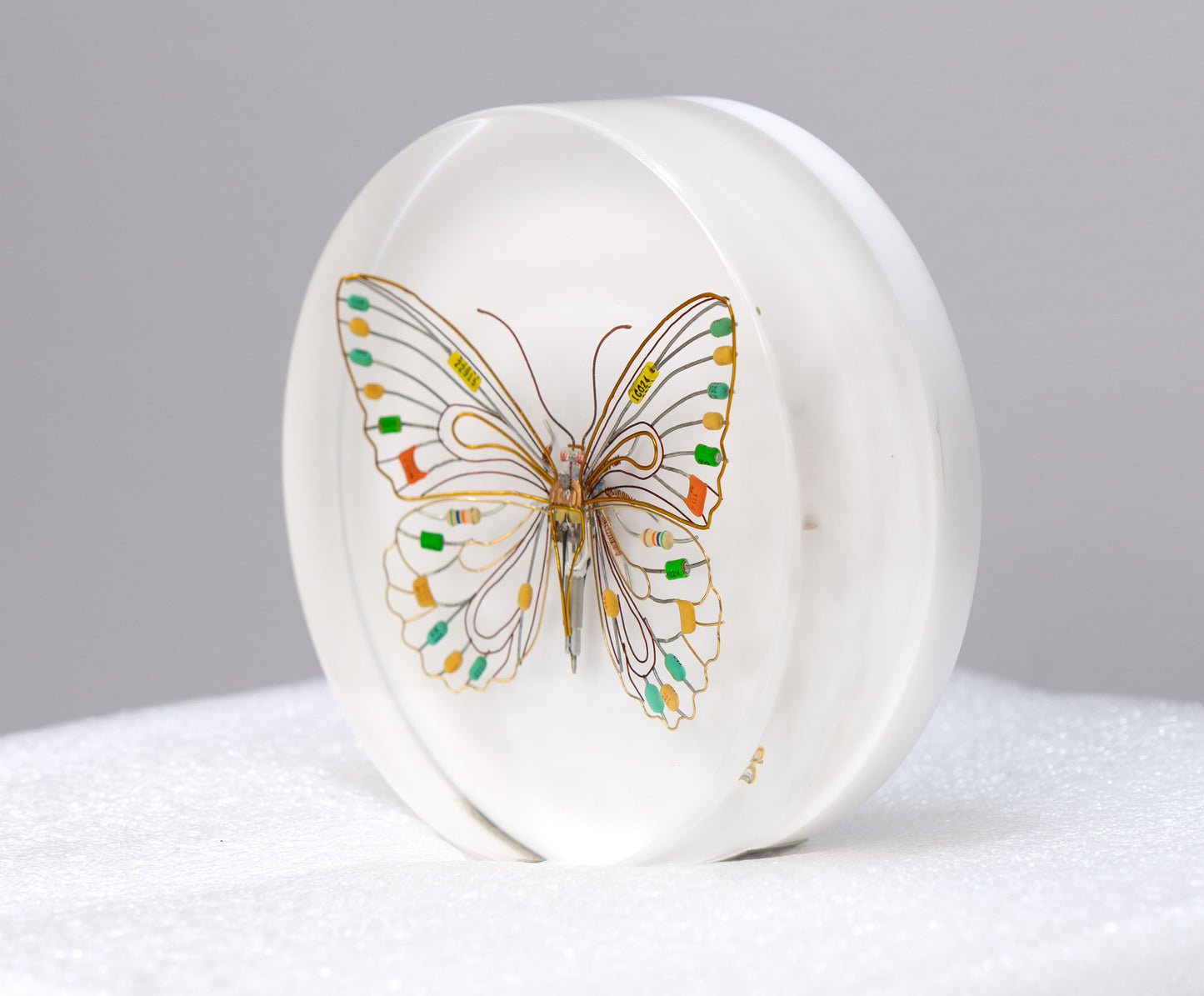 Citrus Photon Butterfly, 2024