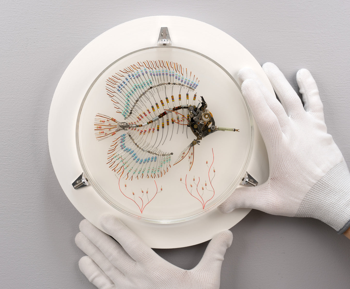 Peacock Butterflyfish, 2025