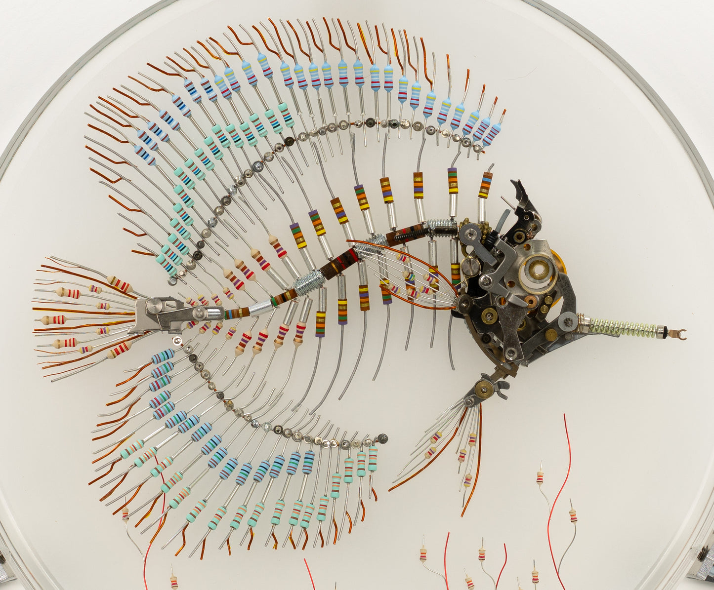 Peacock Butterflyfish, 2025