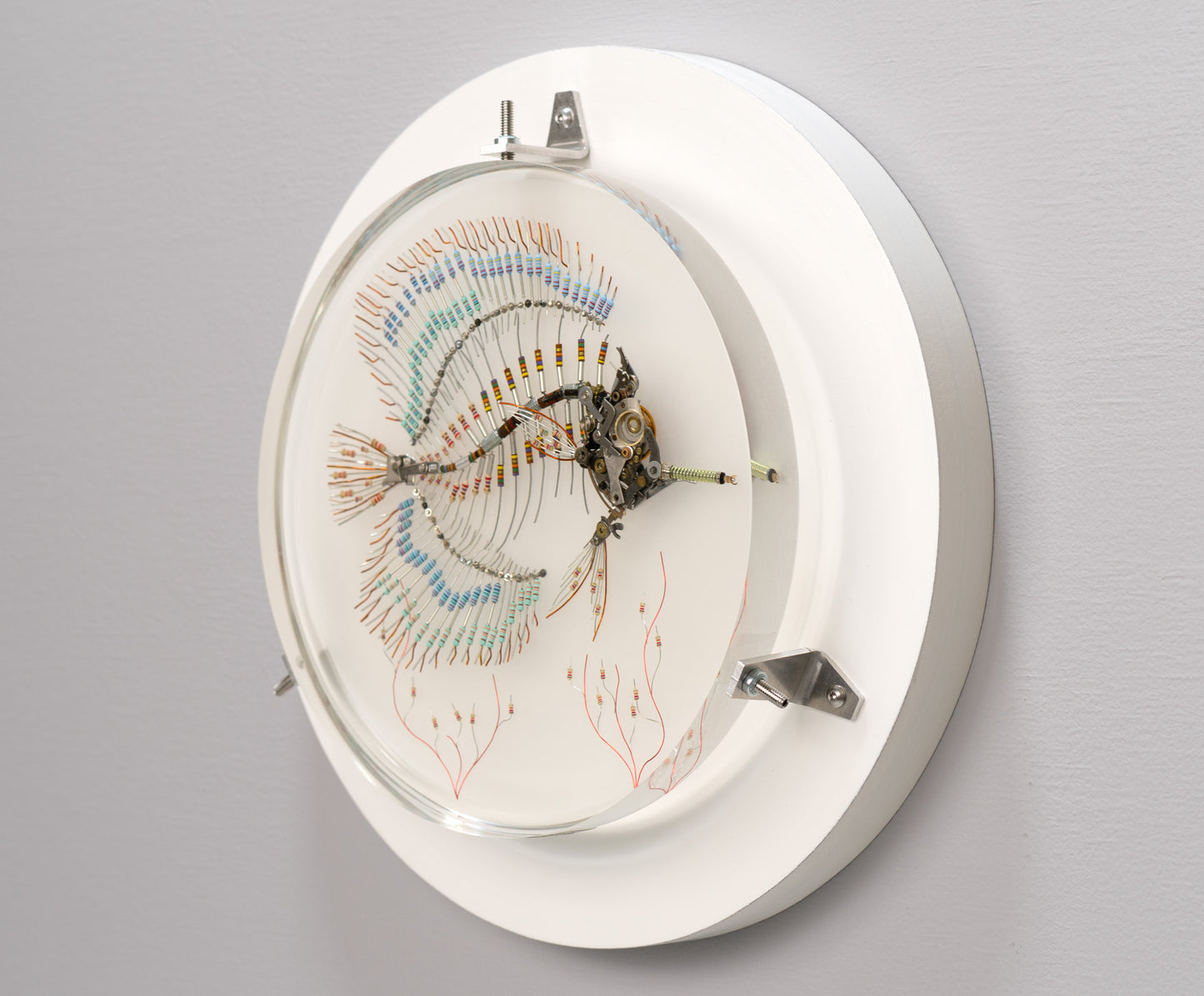 Peacock Butterflyfish, 2025