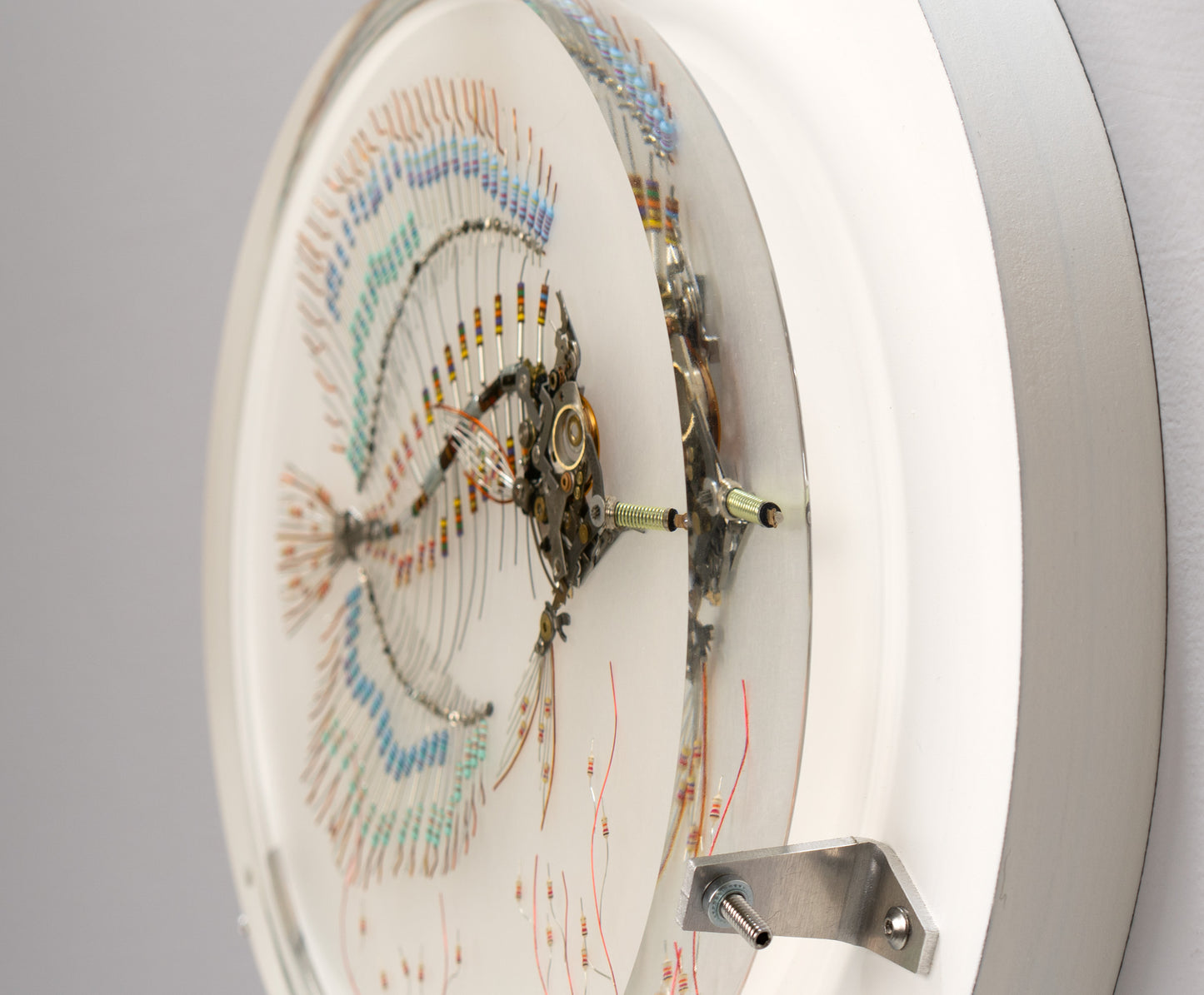 Peacock Butterflyfish, 2025