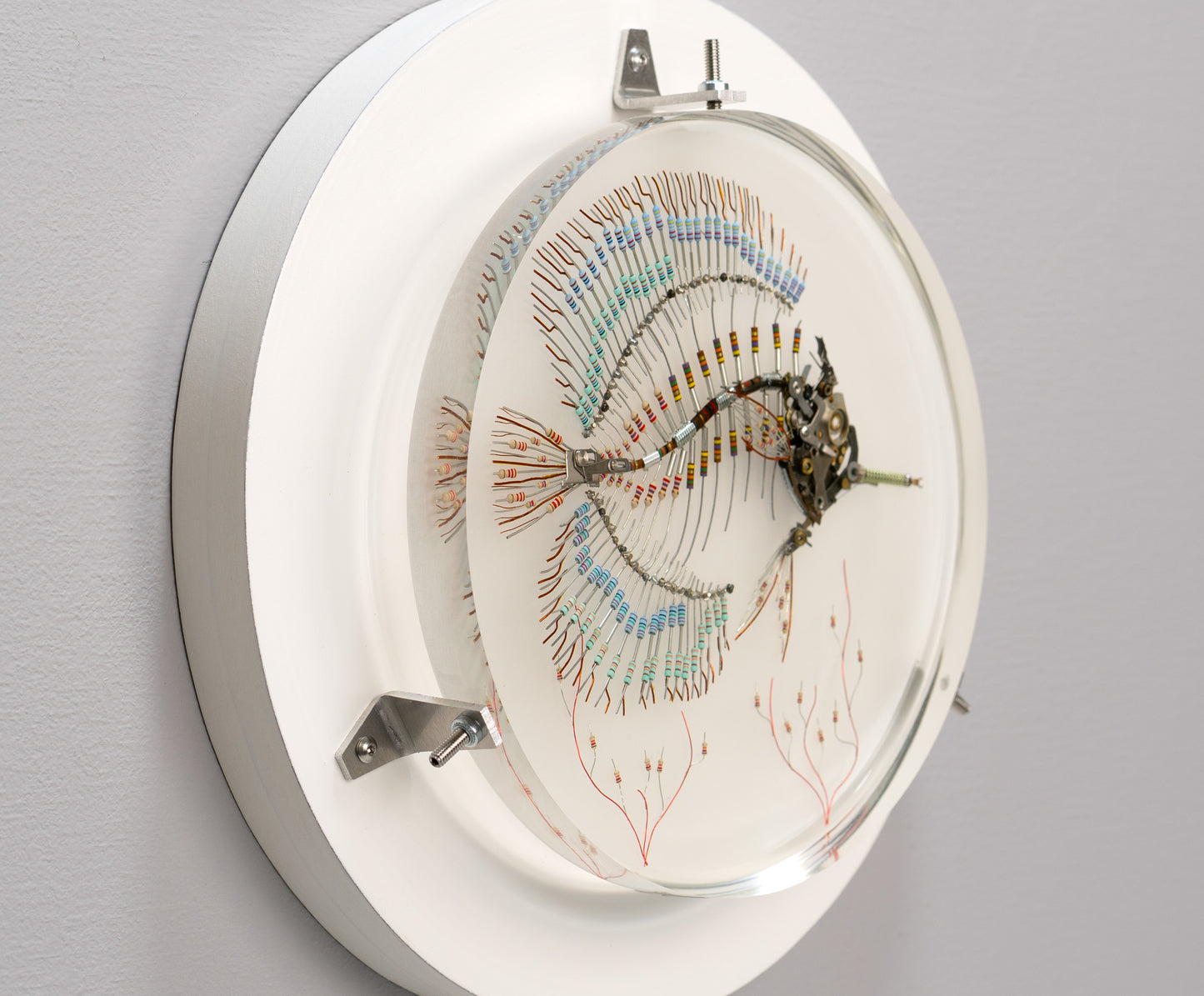 Peacock Butterflyfish, 2025