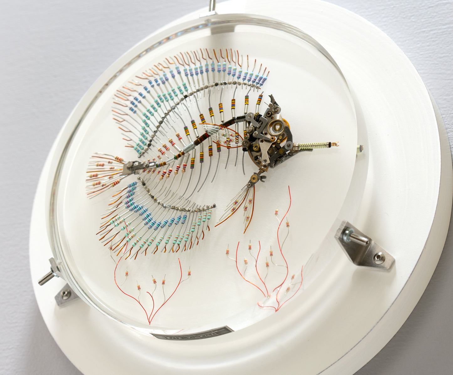 Peacock Butterflyfish, 2025