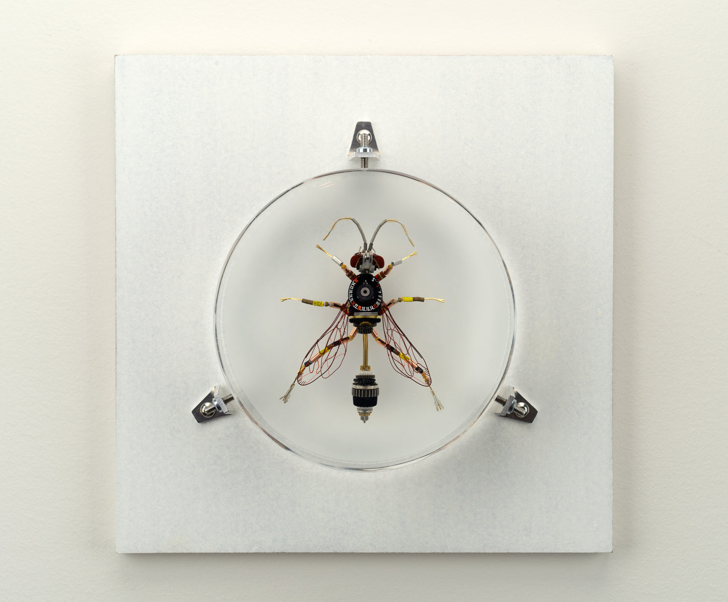 Dauber Wasp, 2023