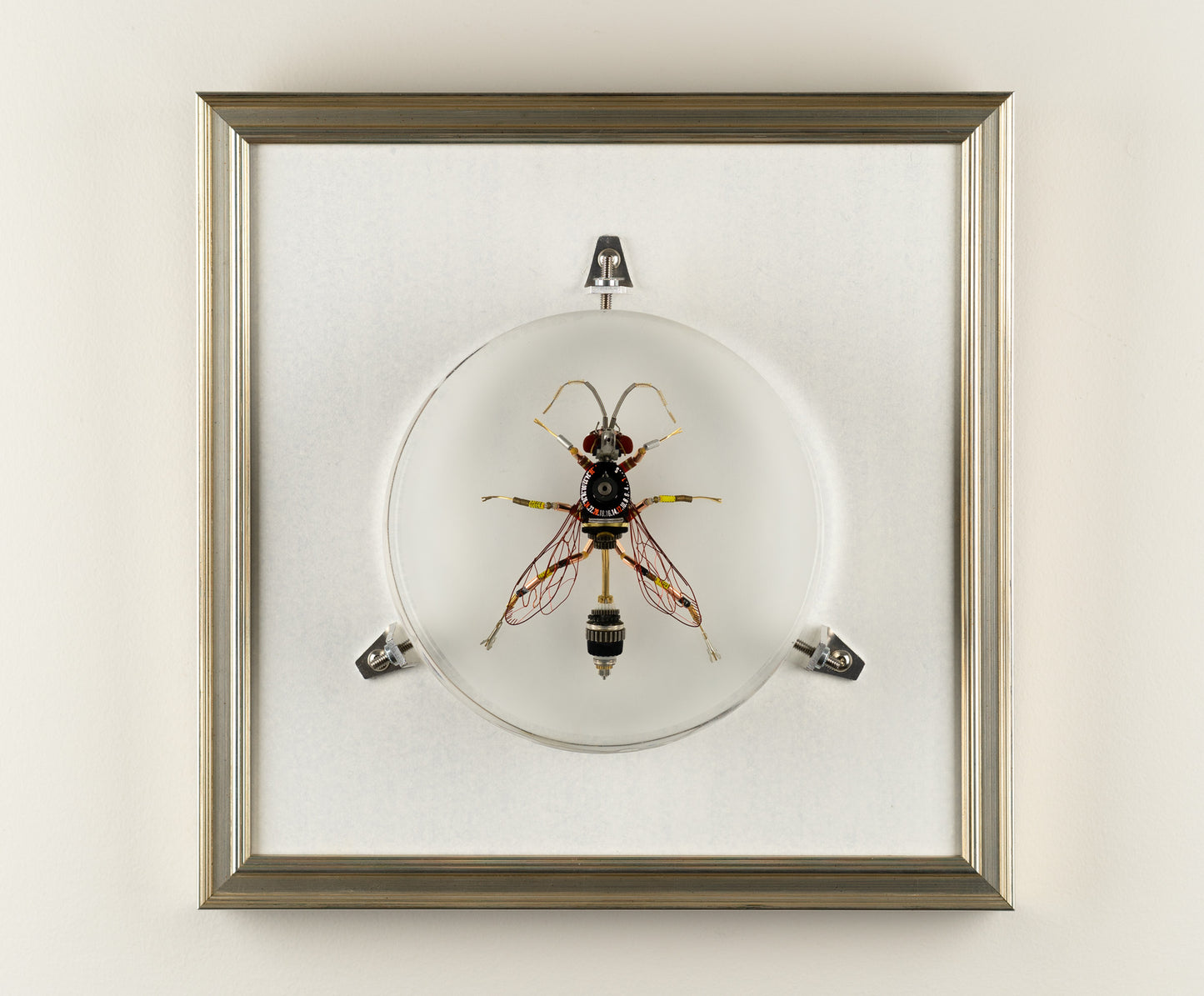 Dauber Wasp, 2023