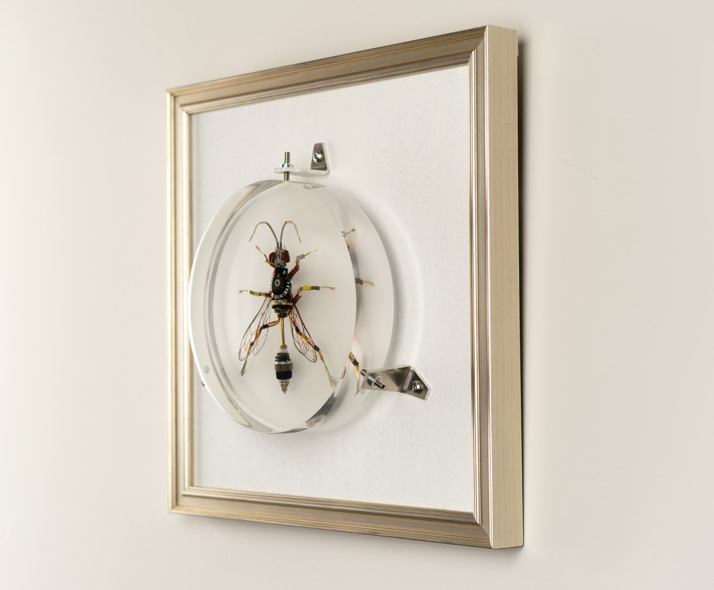 Dauber Wasp, 2023