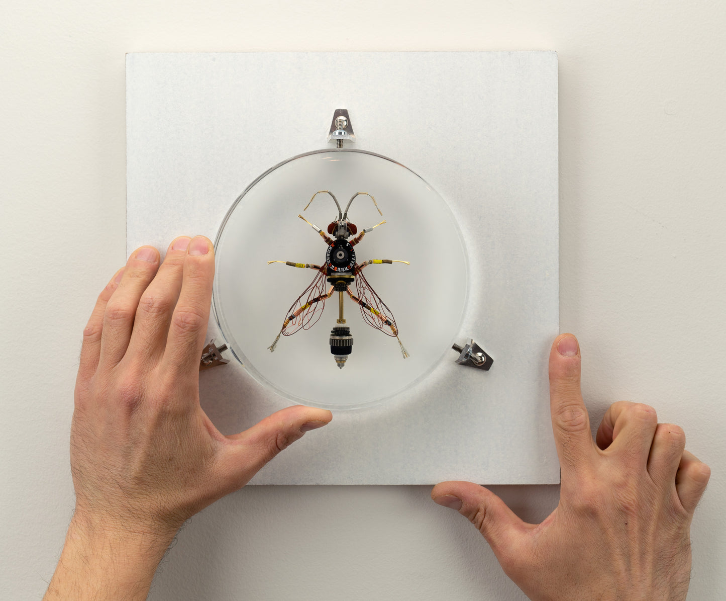 Dauber Wasp, 2023