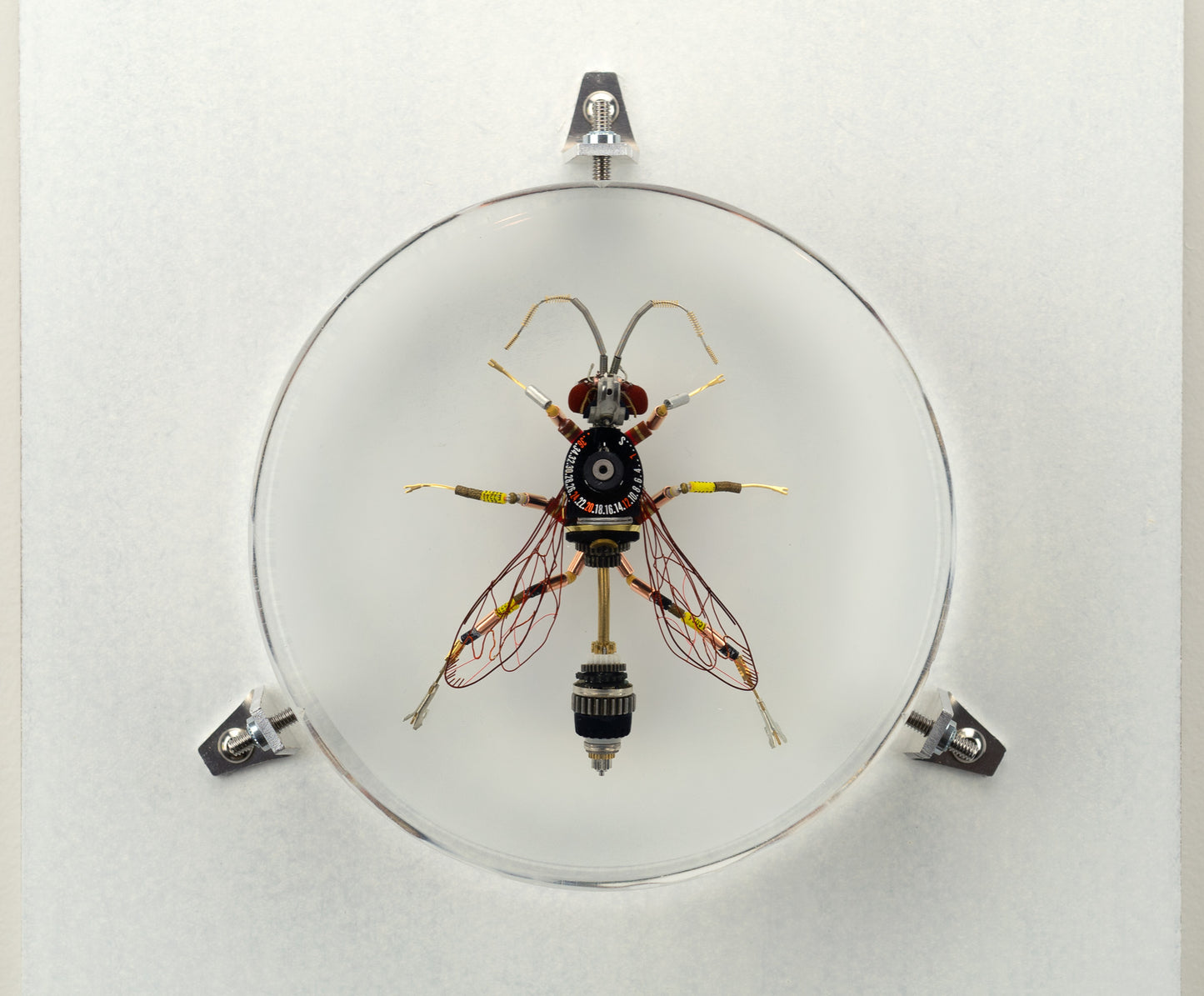 Dauber Wasp, 2023