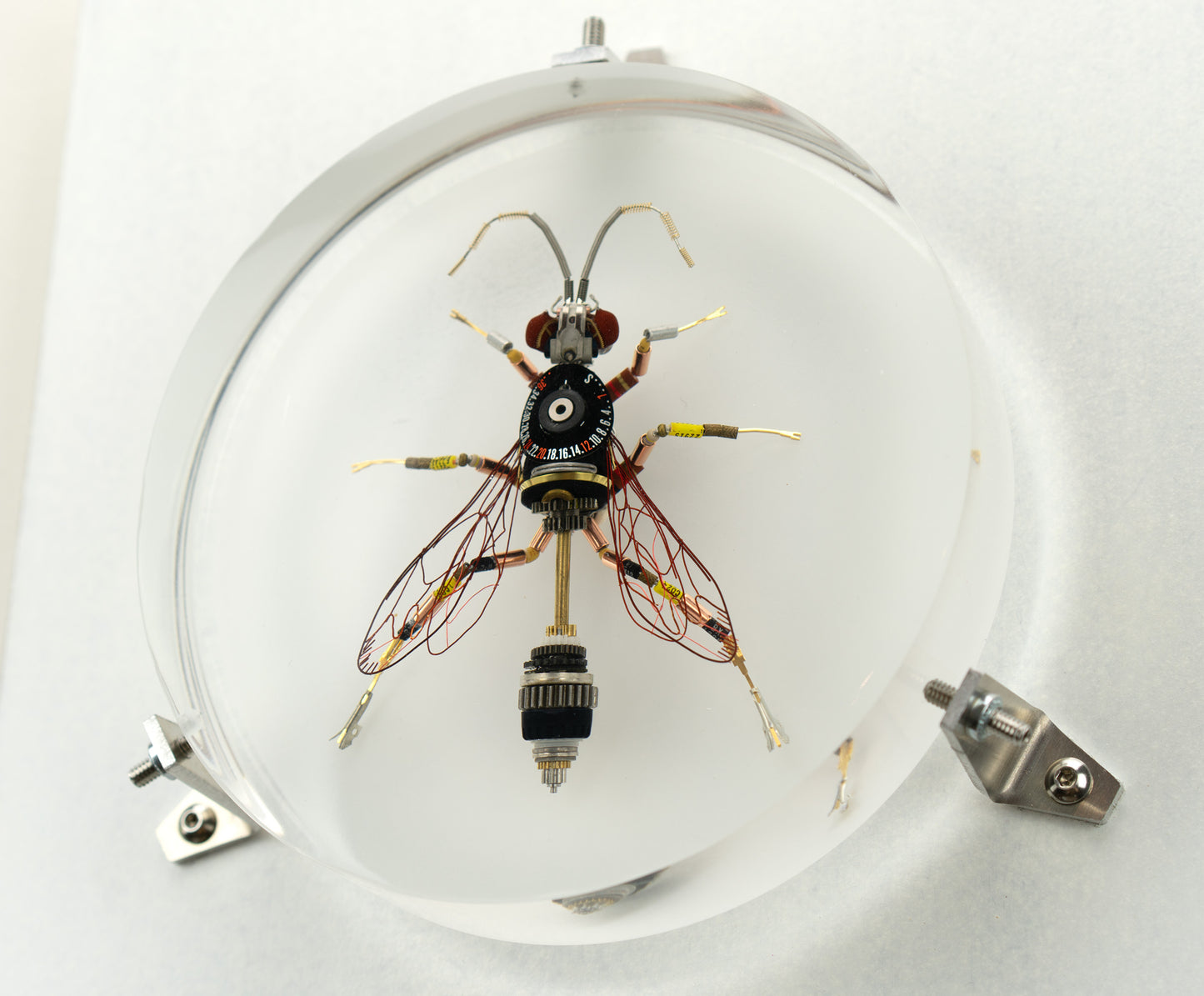 Dauber Wasp, 2023