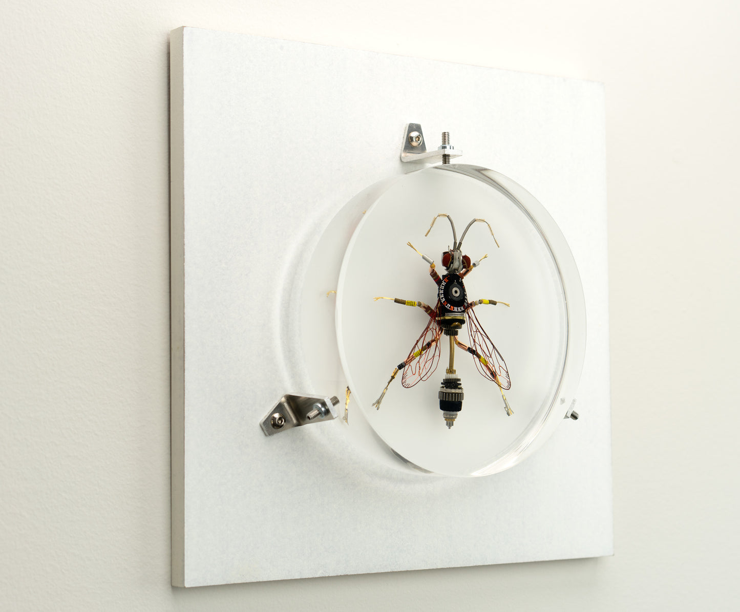 Dauber Wasp, 2023