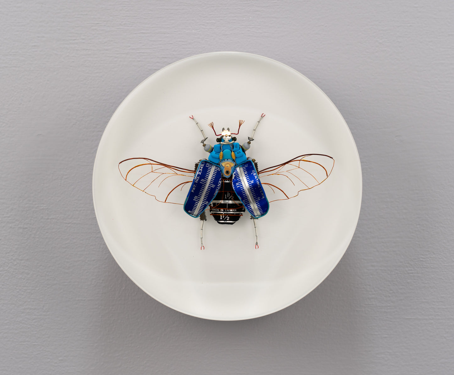 Graduated Flower Beetle, 2025