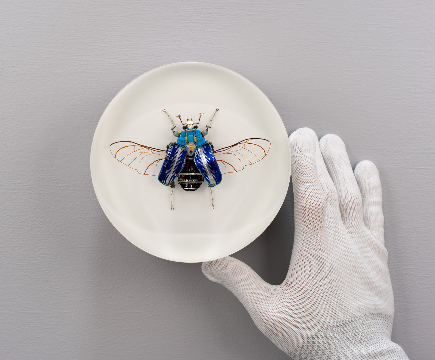 Graduated Flower Beetle, 2025