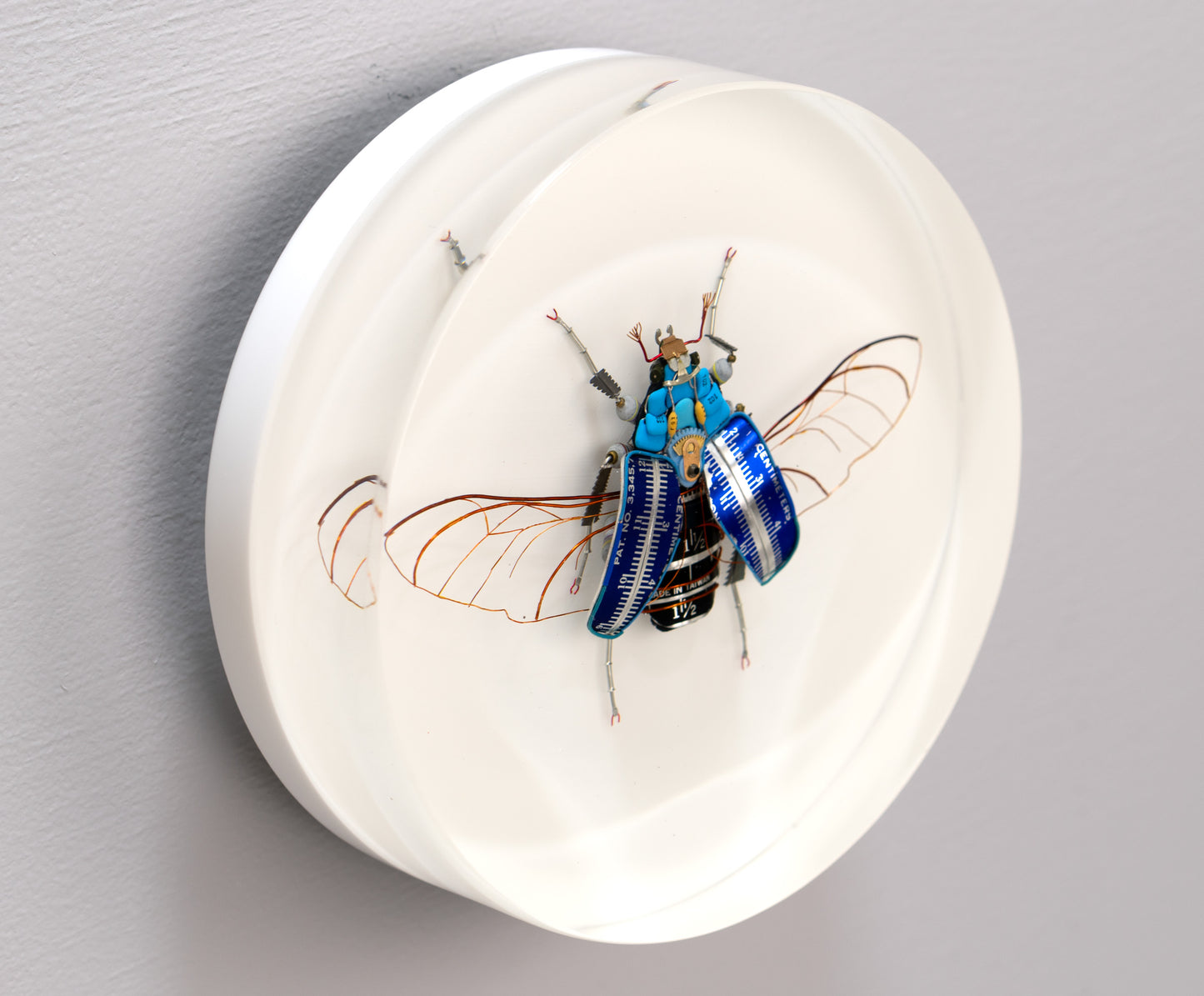 Graduated Flower Beetle, 2025