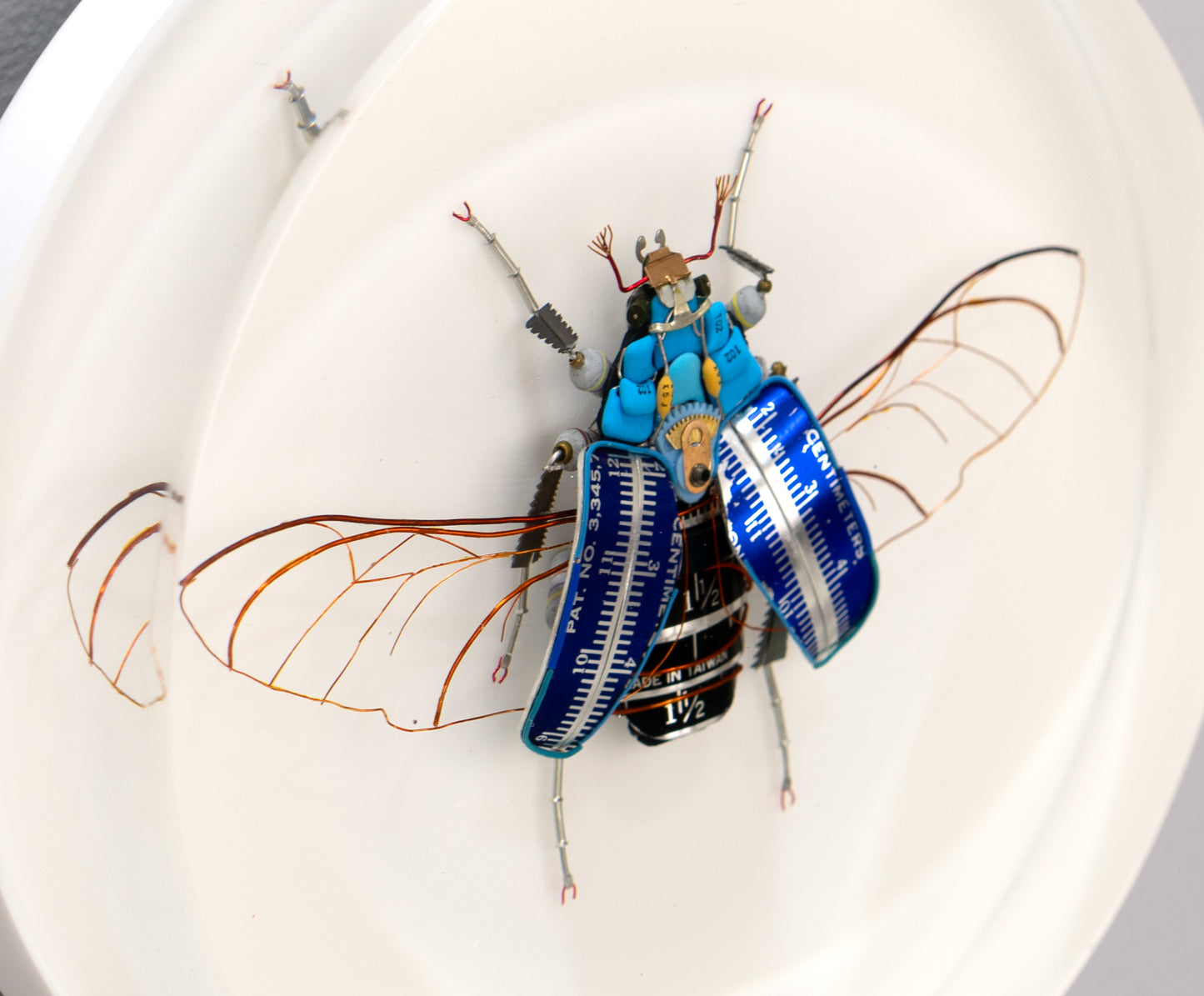 Graduated Flower Beetle, 2025