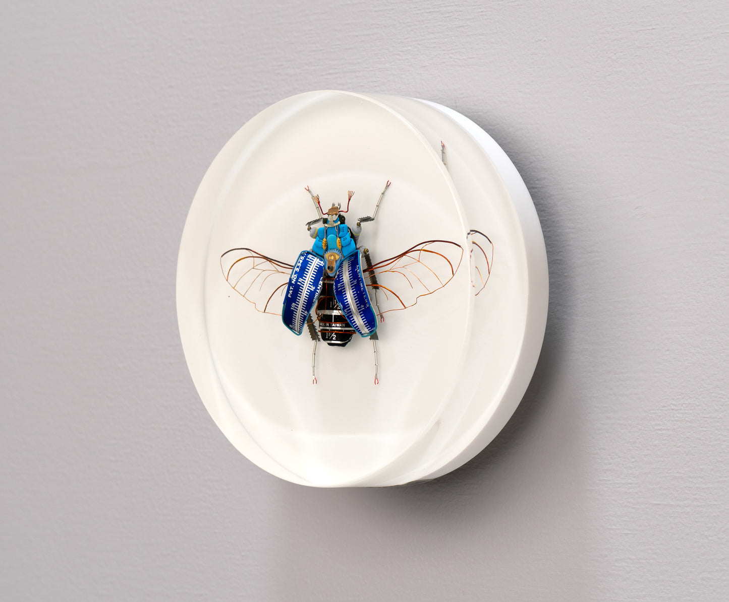 Graduated Flower Beetle, 2025