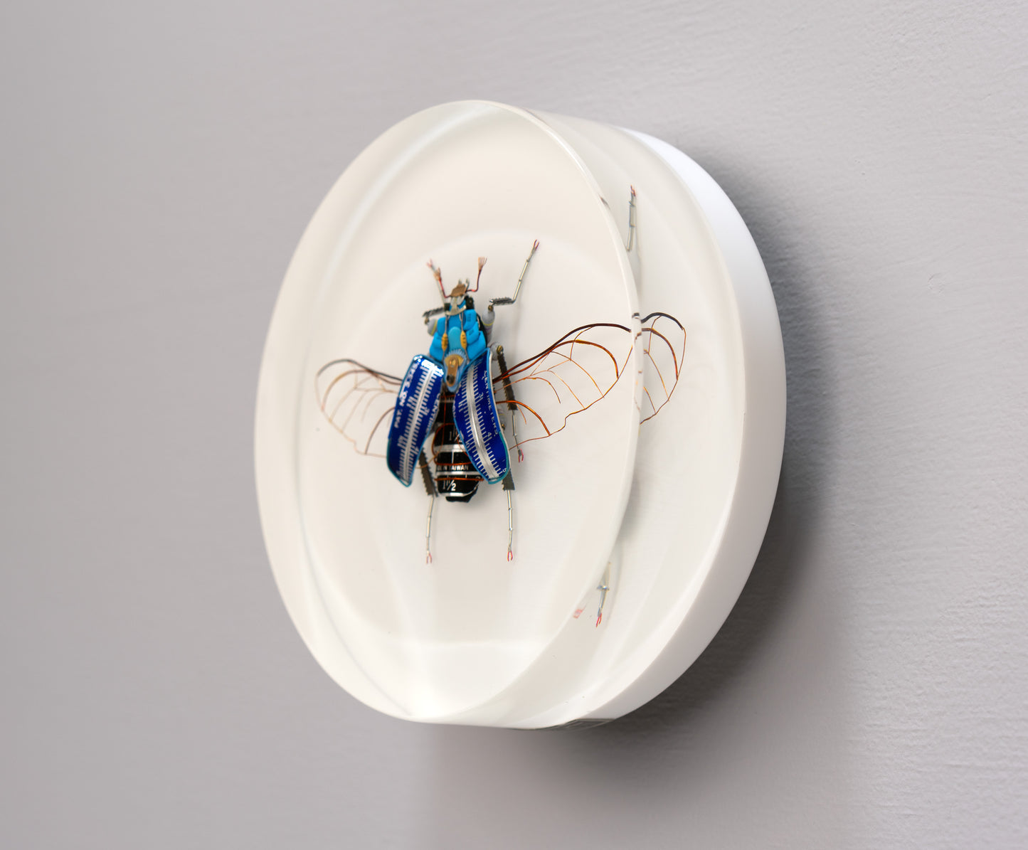 Graduated Flower Beetle, 2025