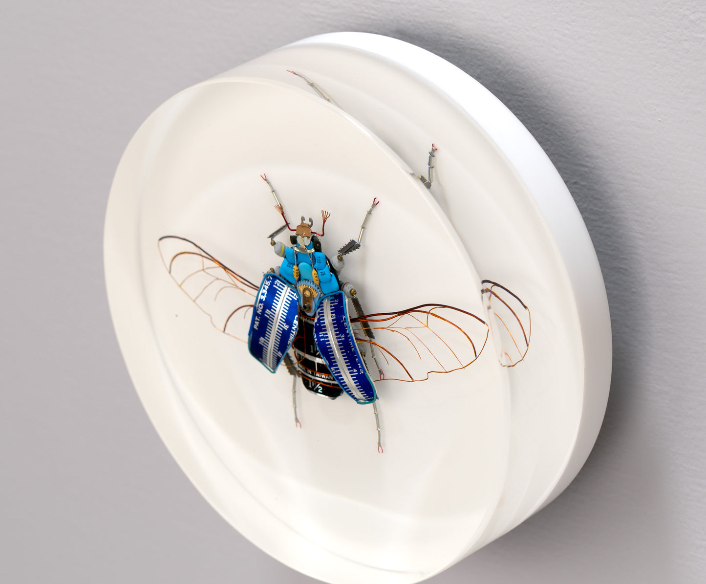 Graduated Flower Beetle, 2025