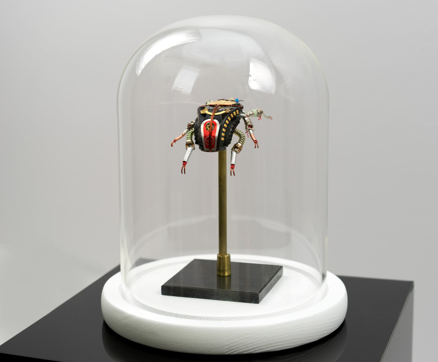 Rosette Flower Beetle, 2025