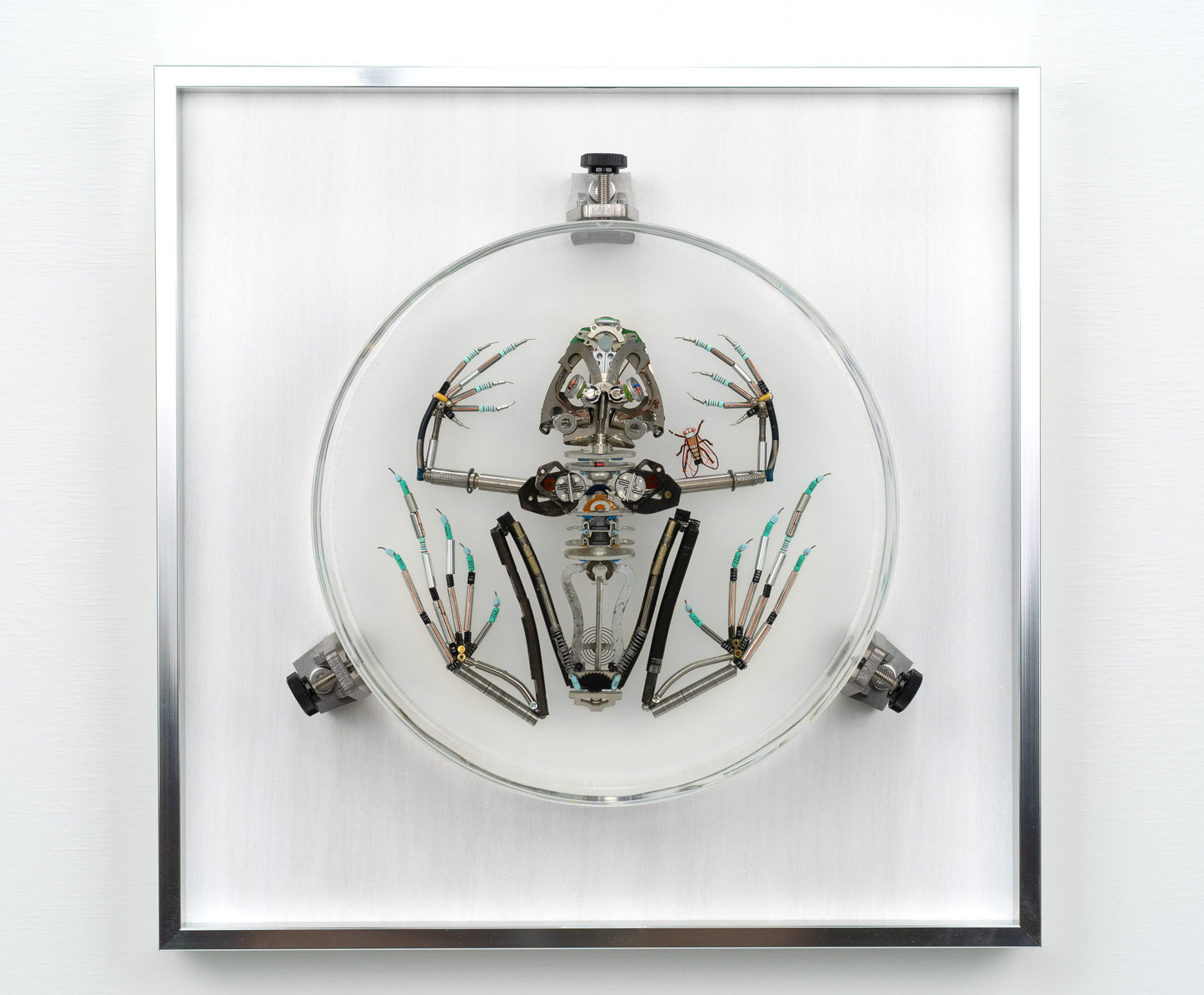 Mainspring Frog, 2023