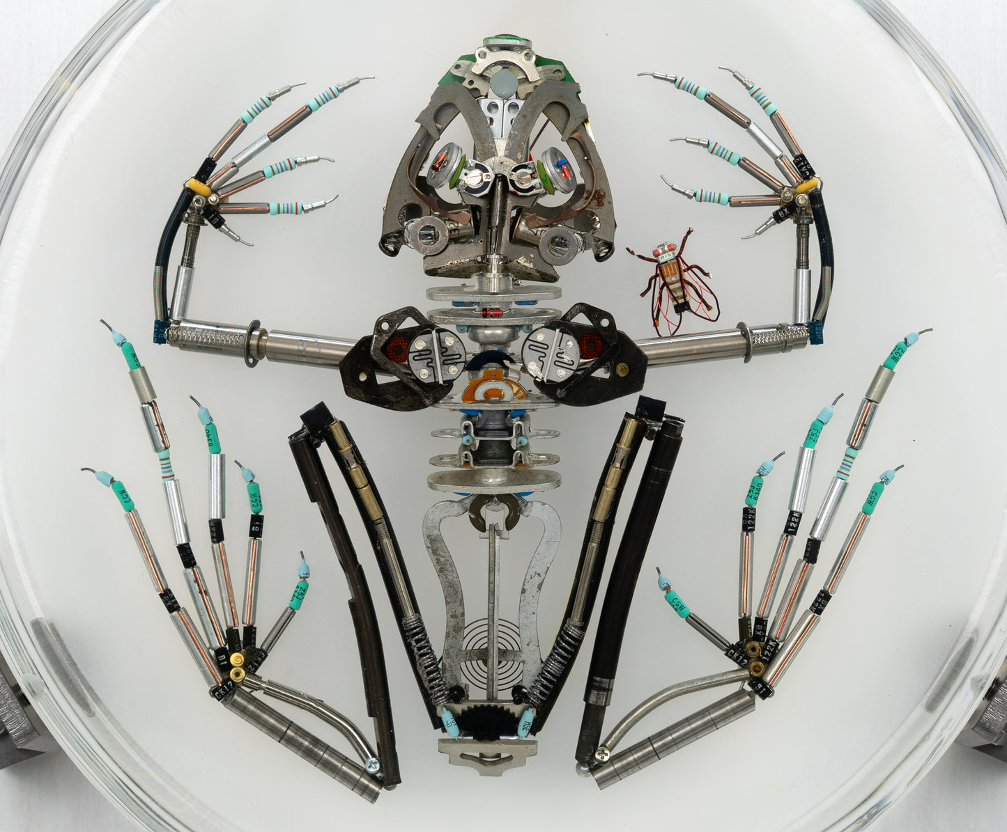 Mainspring Frog, 2023