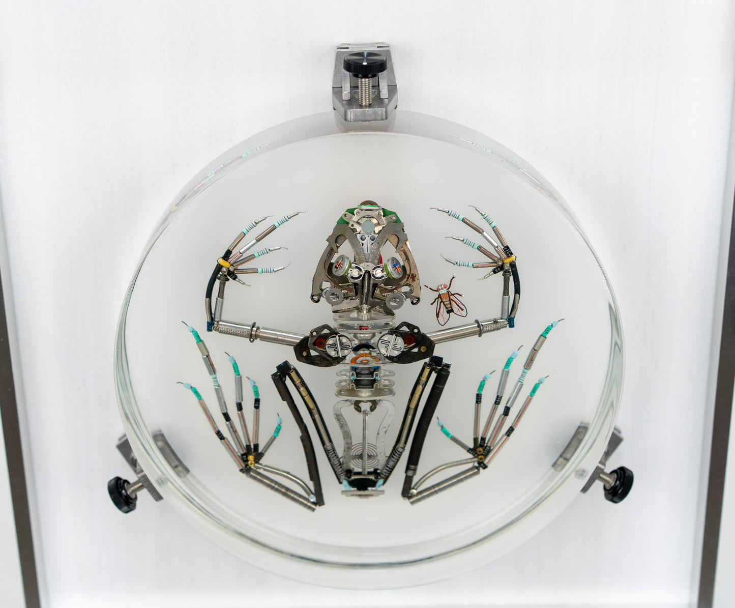 Mainspring Frog, 2023