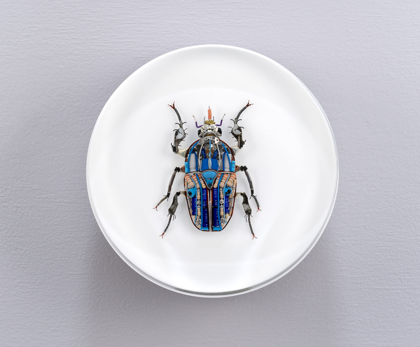 Giant Flower Beetle, 2024