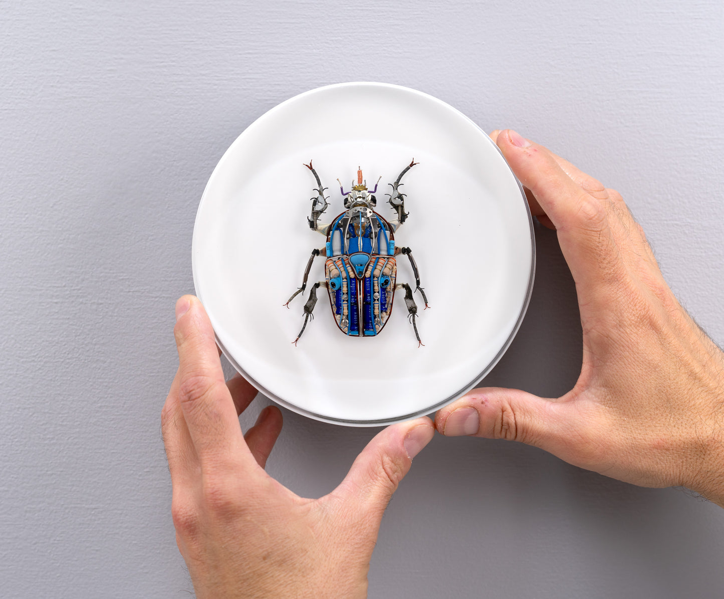 Giant Flower Beetle, 2024