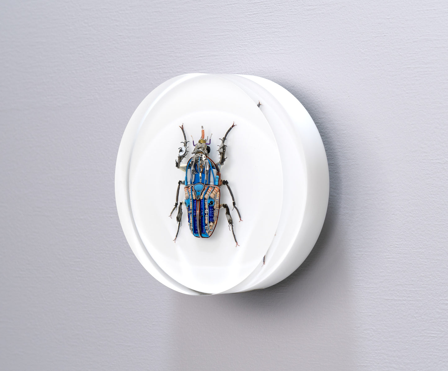 Giant Flower Beetle, 2024