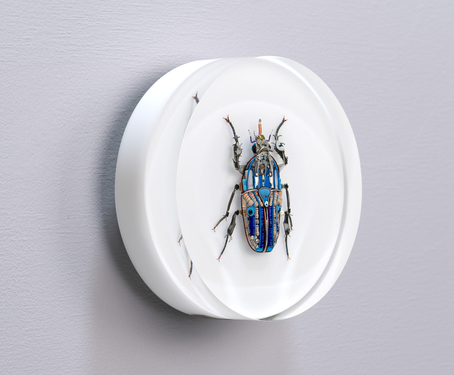Giant Flower Beetle, 2024