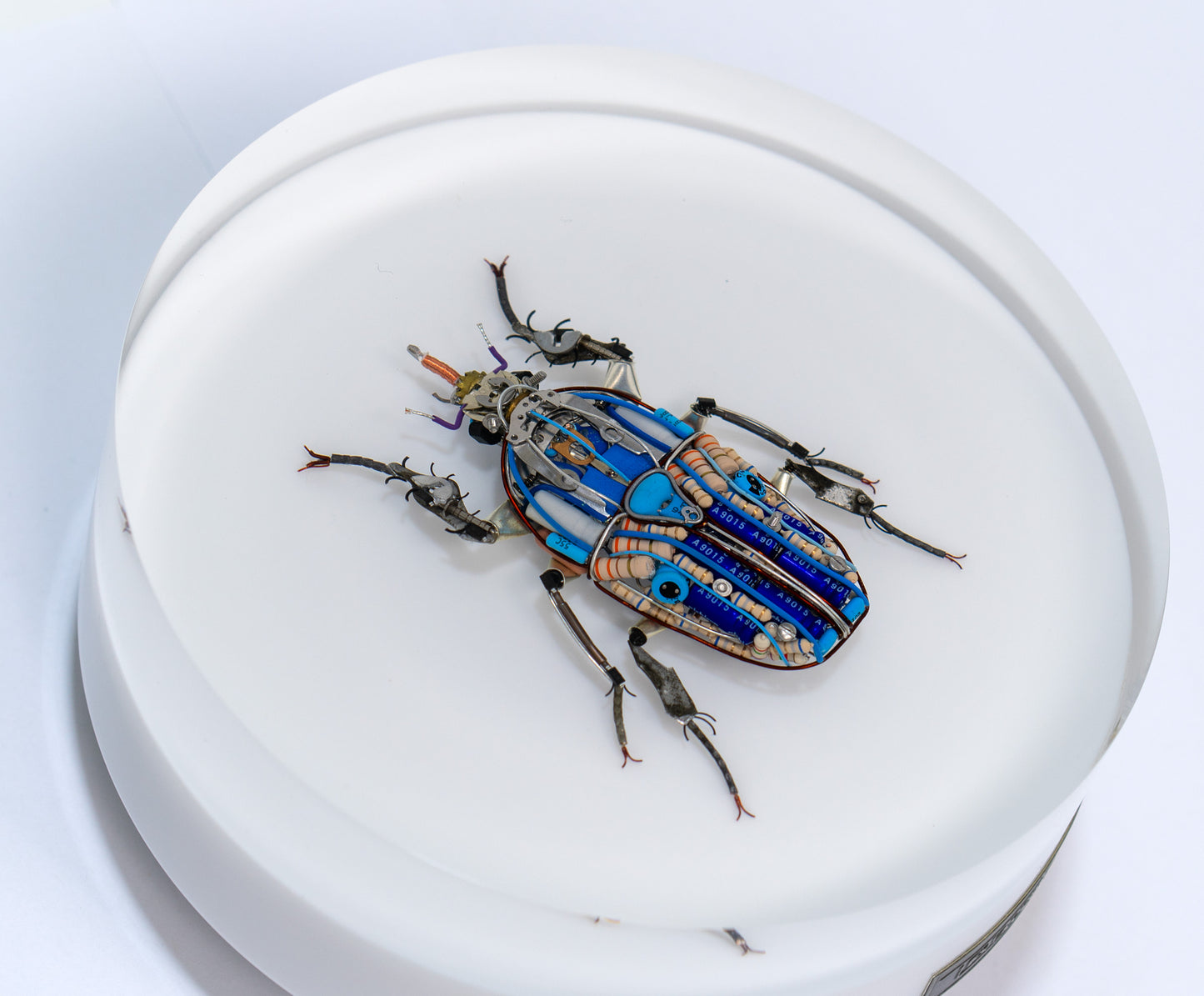 Giant Flower Beetle, 2024