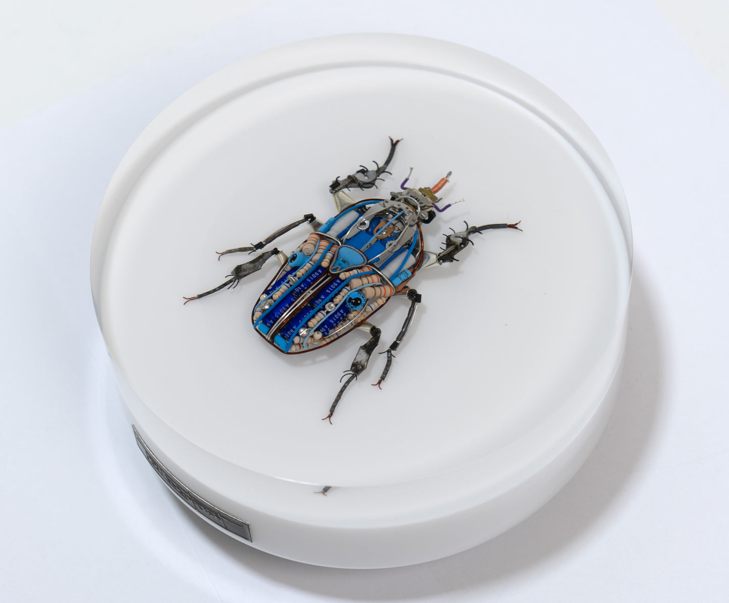 Giant Flower Beetle, 2024